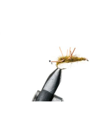Honey Shrimp