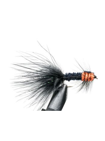 Orange Montana