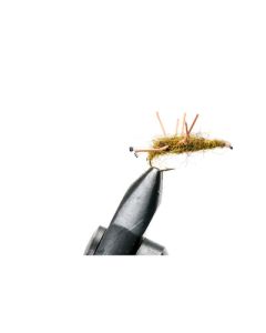 Honey Shrimp